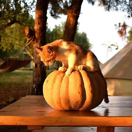 Glamping At A Lovely Tent In Skiaxtro- Marathopoli Βίλα Εξωτερικό φωτογραφία